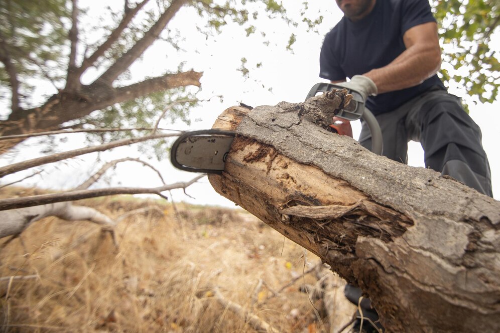 Professional Tree Removal Services