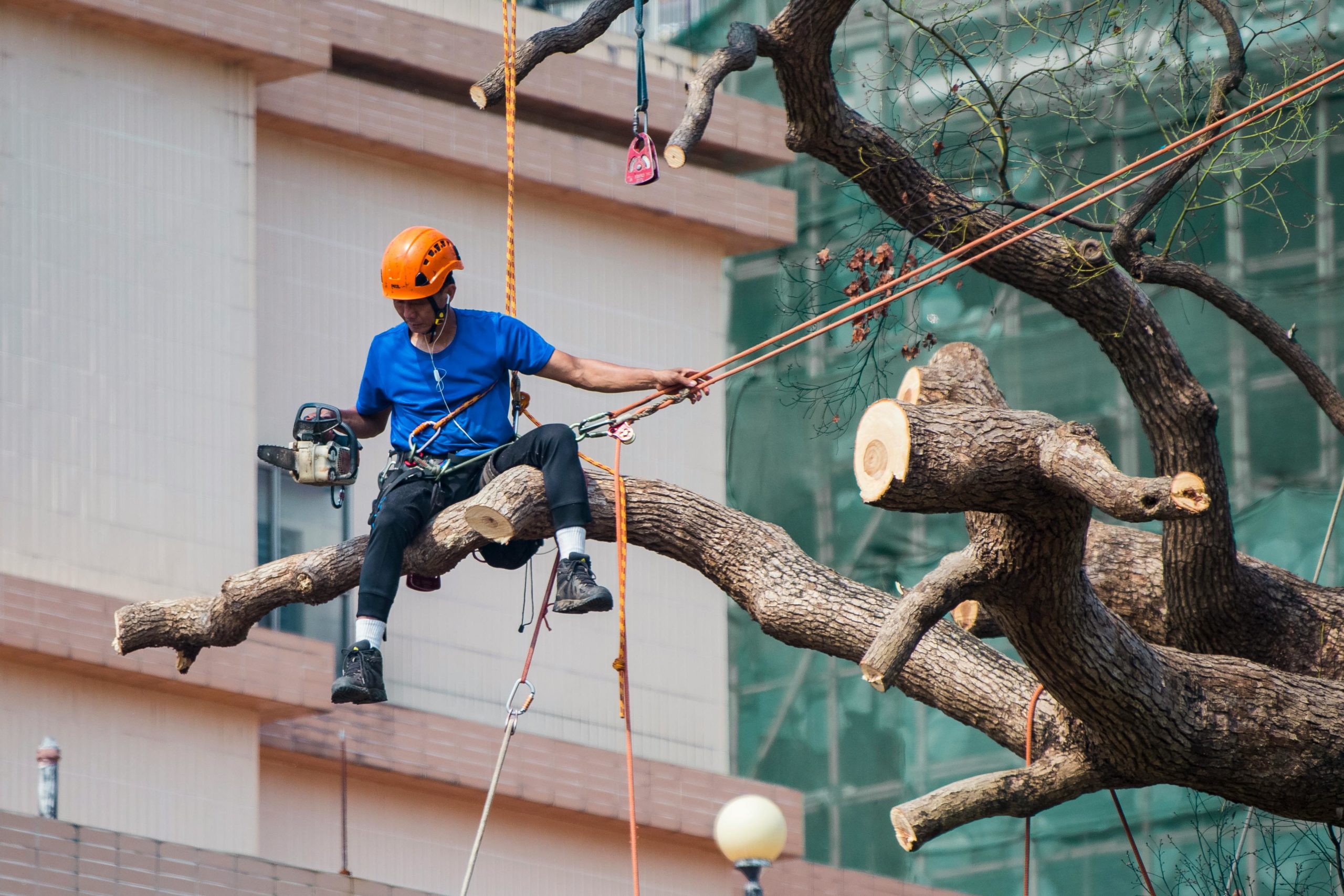 A photograph of a tree trimming service in action, with workers using equipment to prune branches.
