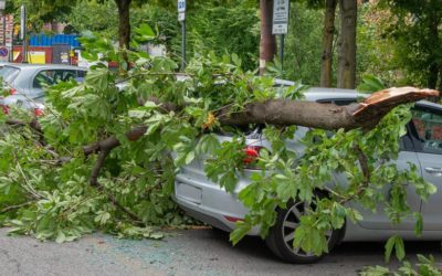Top Tips for Effective Storm Damage Cleanup for Your Trees