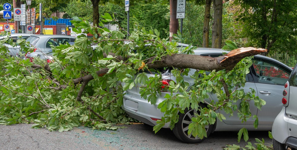 car ruined by the fall of a tree branch