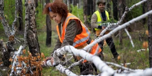 Emergency Tree Services