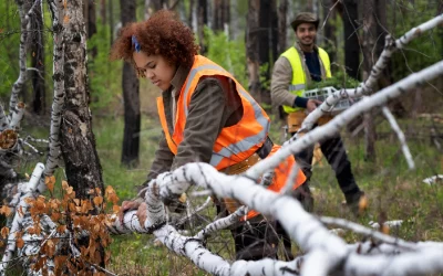 Emergency Tree Services: When to Call and What to Expect