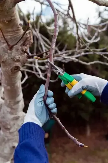 Expert Storm Cleanup Service in Vancouver