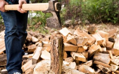 Stump Grinding vs. Stump Removal: Which is Best for Your Yard?