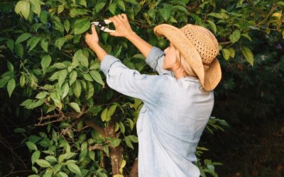 The Ultimate Guide to Comprehensive Tree Care Services